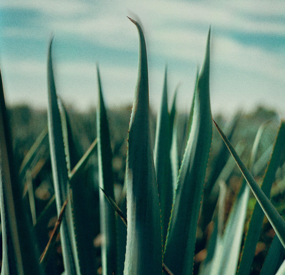blue agave field