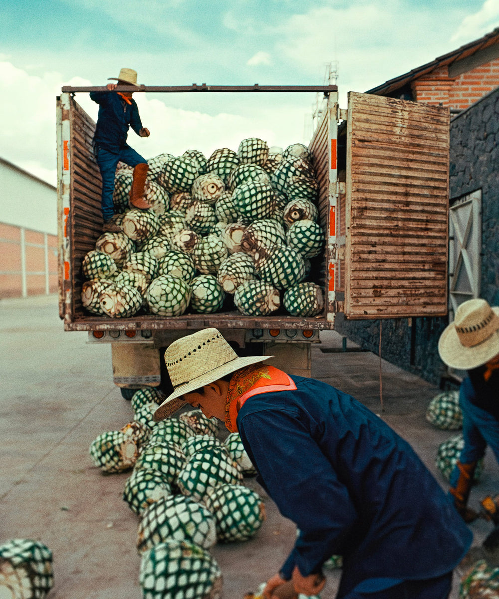 blue agave plant on back of almave truck